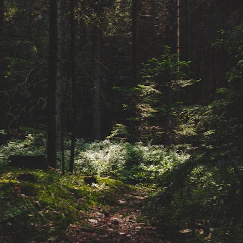 Enjoy the majestic natural beauty of the Bohemian Forest