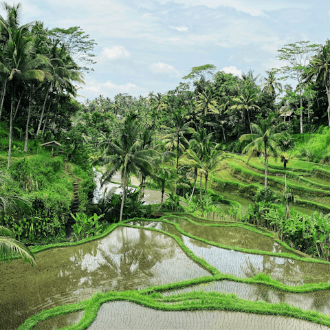 Experience the beauty of Bali from the rice fields of Ubud