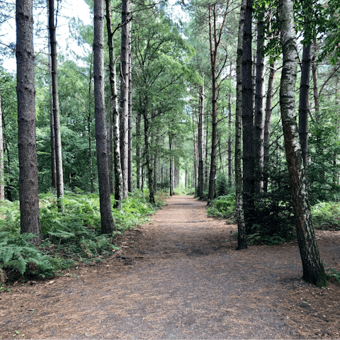 Explore the woodland trails and cycling routes of the South Downs from your doorstep