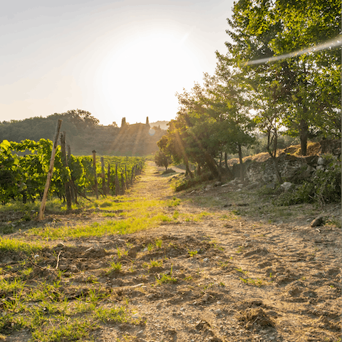 Explore Chianti’s heartland – you're surrounded by vineyards here