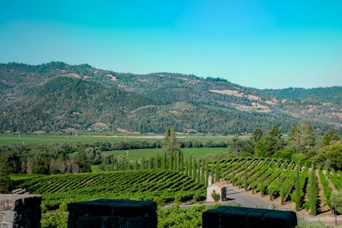 Check out Nicholson Ranch Winery, just a short drive away