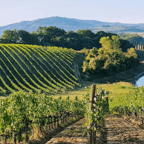 Sip Chianti Classico at nearby vineyards