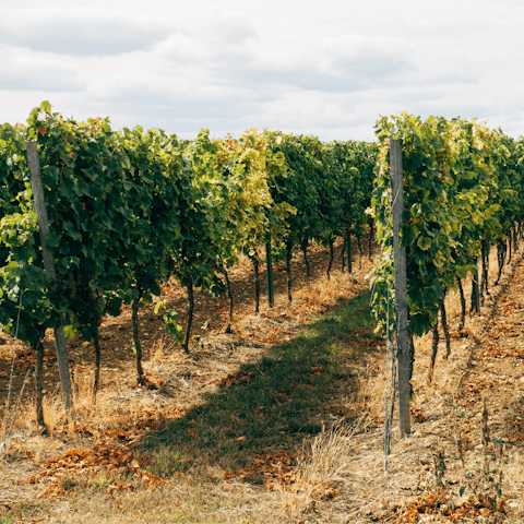 Set off on hiking trails through the vineyards on the estate