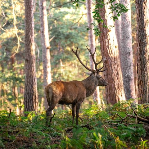 Meet local residents at the Rambouillet State Forest