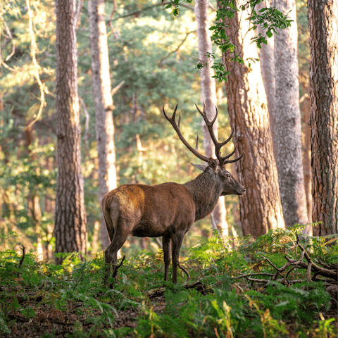 Meet local residents at the Rambouillet State Forest