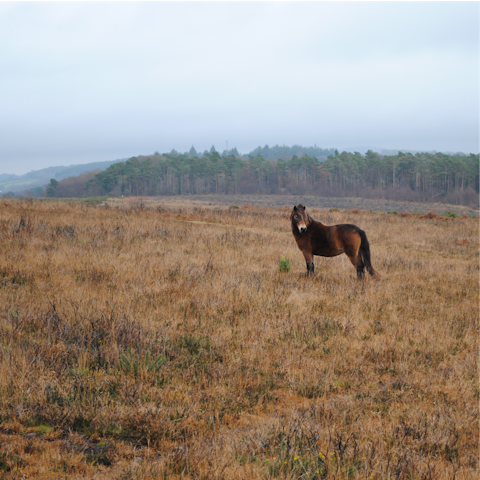 Enjoy countryside walks – Exmoor National Park is within easy reach