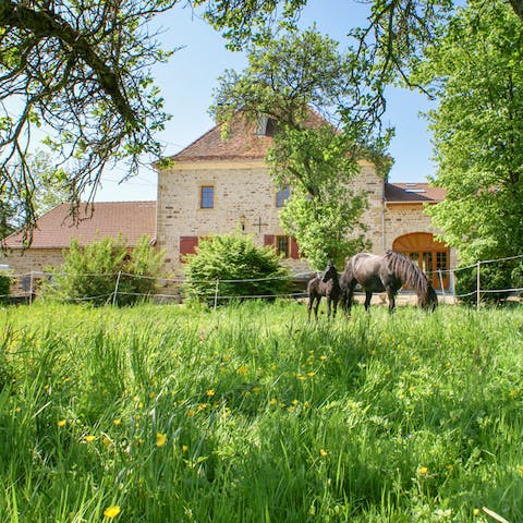 Surrounding fields filled with horses