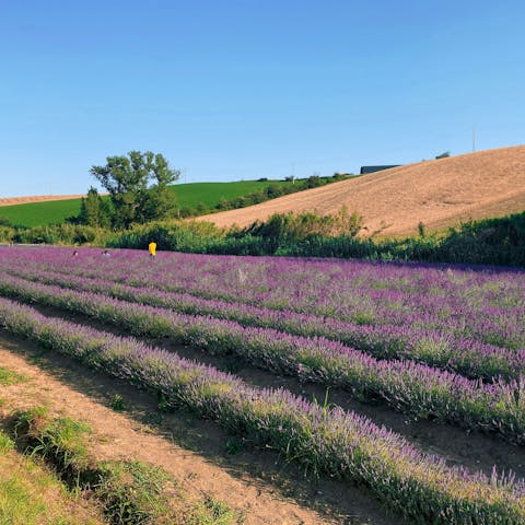 Stay in the heart of Santa Luce, which is loved for its lavender