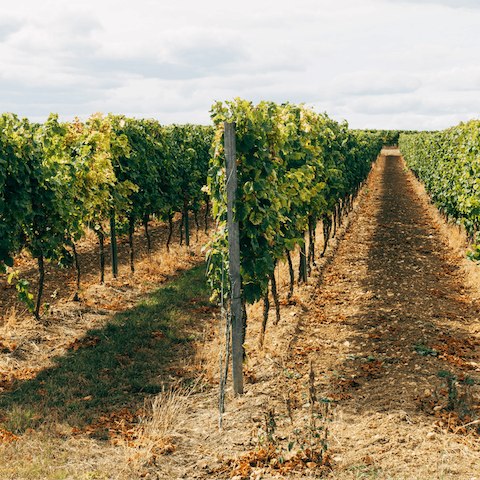 Book in a wine tasting experience at the local winery, Gavalas – just a two minute walk from the villa