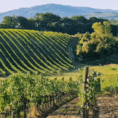 Sip the region’s famous white wine at nearby vineyards