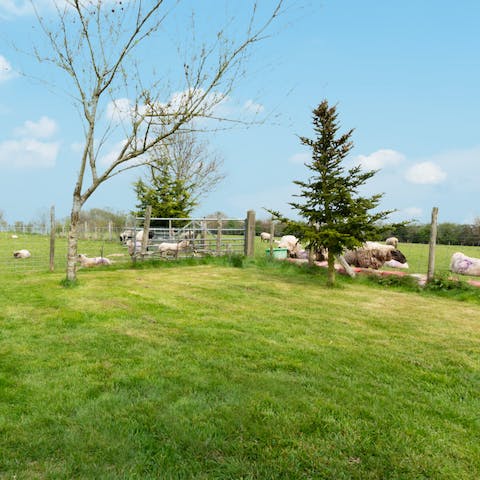 Stroll through the fields of Pound Hill Farm and visit the animal residents