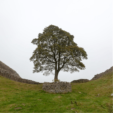 Take a walk around Northumberland’s National Park – just a short drive away