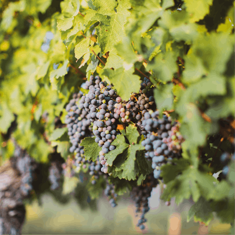 Sample some fantastic wines in Bergerac – only half an hour's drive away