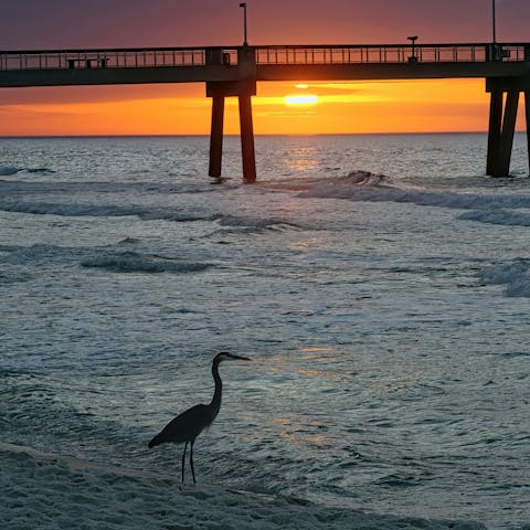Spot pelicons at the beach, six-minutes away by car