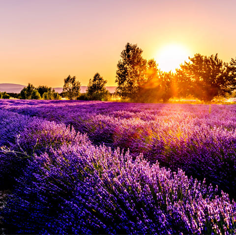 Stay in the heart of Provencal countryside