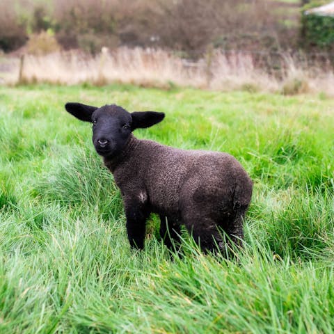 Head down to the on-site farm to say hello to adorable animals