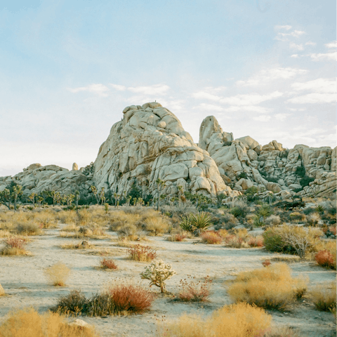 Explore Joshua Tree, just a short drive away