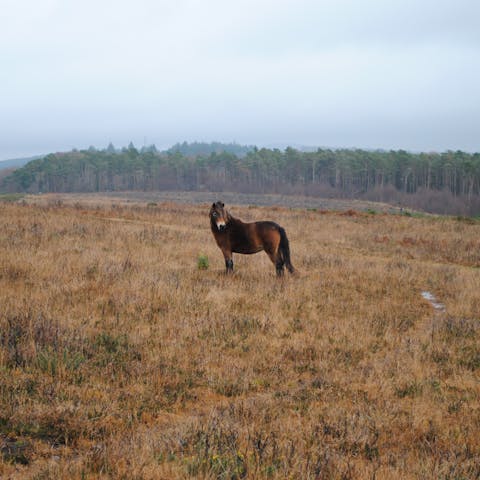 Lace up your hiking boots and discover the charms of Exmoor