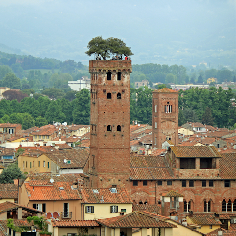 Visit the medieval Guinigi Tower