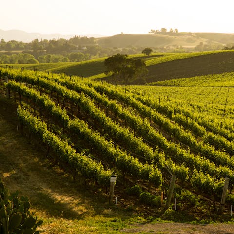 Visit the wineries of the Santa Ynez Valley