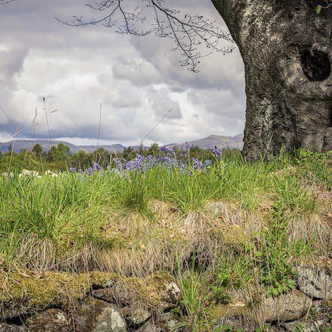 Ramble through acres of stunning woodland, meadow, wetlands and heath right on your doorstep