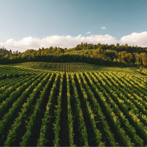 Visit the region's exceptional vineyards in and around Paso Robles