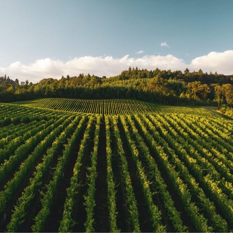 Visit the region's exceptional vineyards in and around Paso Robles