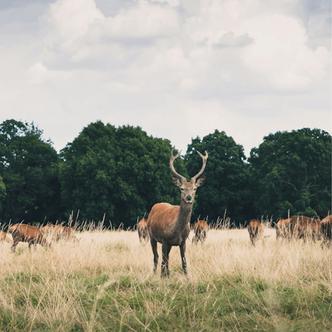 Explore Richmond Park, just a short train ride away