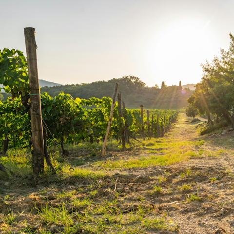 Go on a vineyard tour and learn about how the perfect bottle is created