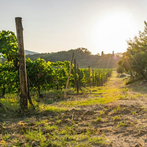 Go on a vineyard tour and learn about how the perfect bottle is created
