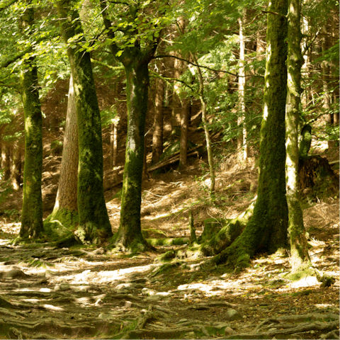 Explore the countryside that surrounds Nottingham