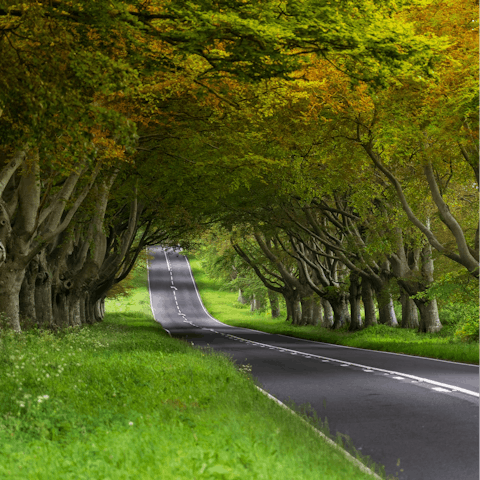 Roam the miles of country lanes outside Blandford Forum