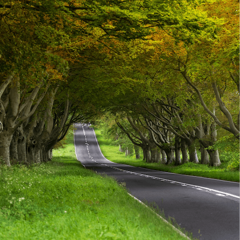 Roam the miles of country lanes outside Blandford Forum