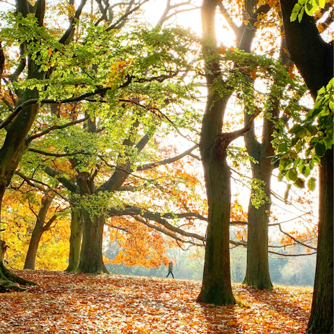 Experience the natural beauty of London from Hampstead Heath