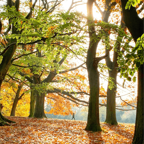 Experience the natural beauty of London from Hampstead Heath