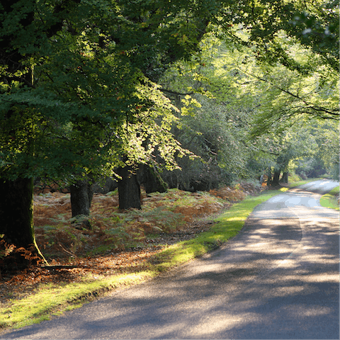 Pull on your hiking boots and explore the New Forest National Park