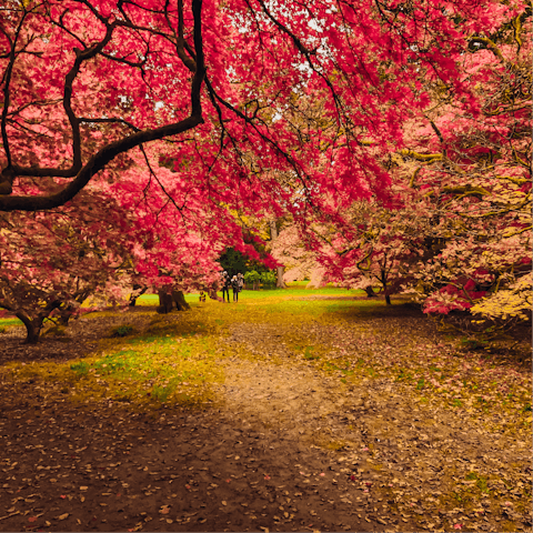 Hop in the car for a visit to the beautiful Westonbirt Arboretum