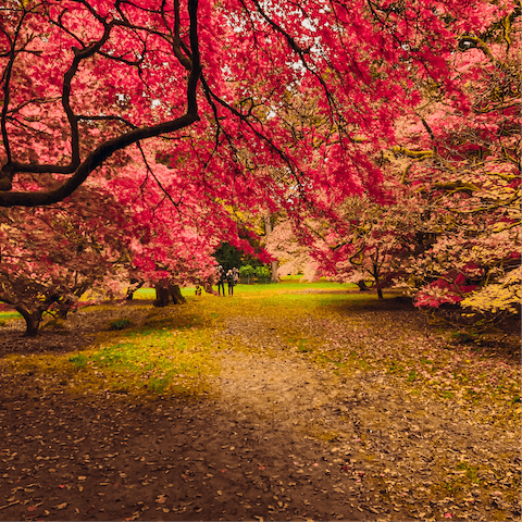 Hop in the car for a visit to the beautiful Westonbirt Arboretum