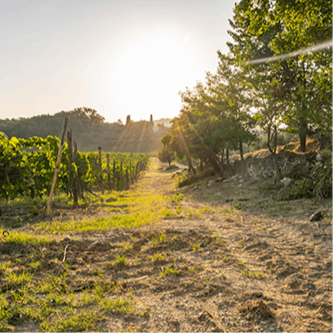 Take your pick of local vineyards for a tasting tour in Chianti