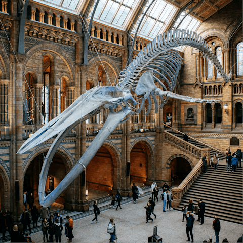 Discover the Natural History Museum, just a short drive away