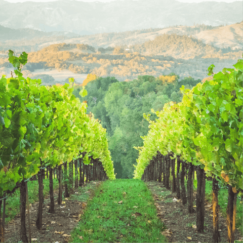 Don't miss out on the chance to sample a wine or two on a tour of local vineyards