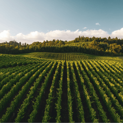 Explore the dozens of wineries just minutes away – you're in the heart of Wine Country’s Dry Creek Valley