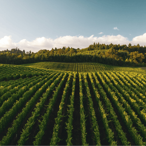 Explore the dozens of wineries just minutes away – you're in the heart of Wine Country’s Dry Creek Valley