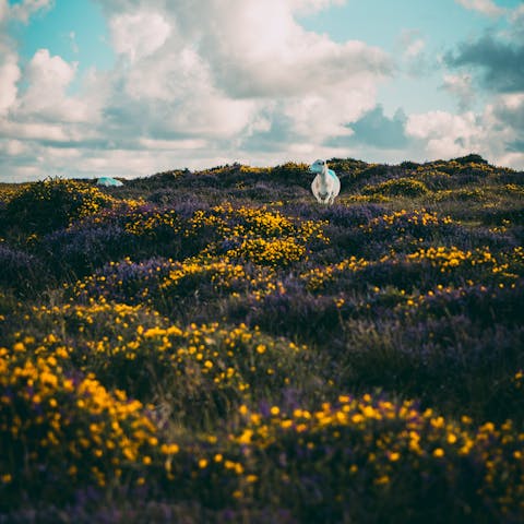 Hike through captivating prehistoric landscapes in Pembrokeshire's Preseli Hills