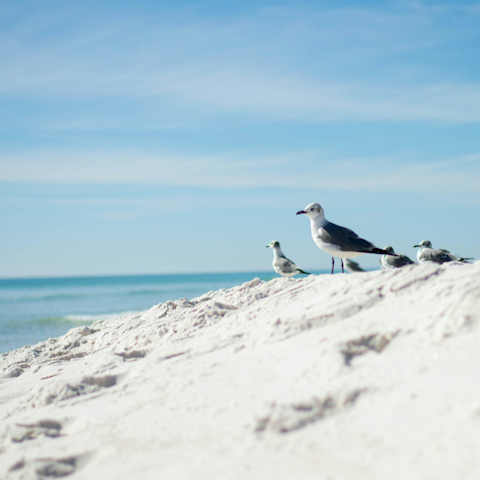 Enjoy a coastal getaway in sunny Santa Rosa Beach