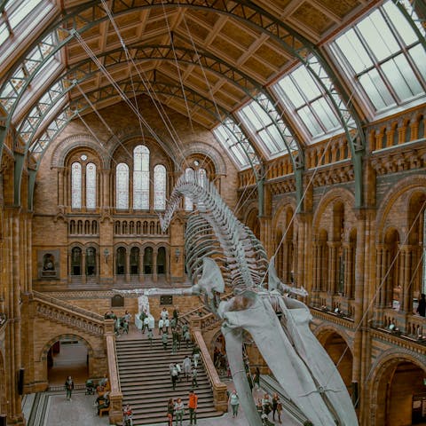 Spend the day at the Natural History Museum, a twenty-minute walk away