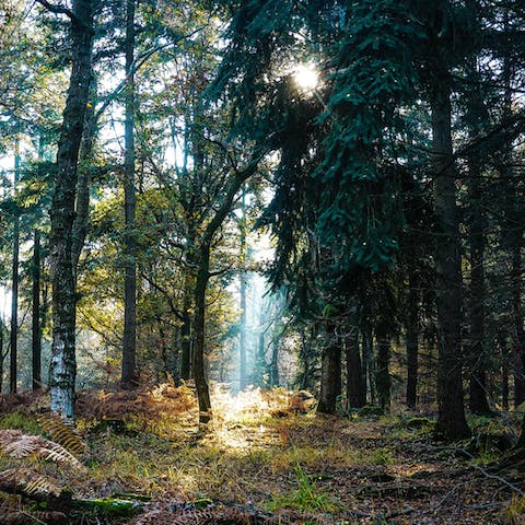 Bring your hiking boots and explore the countryside of the Beechwoods area of Callicoon