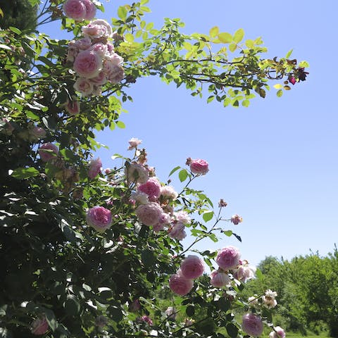 Explore the gorgeous gardens