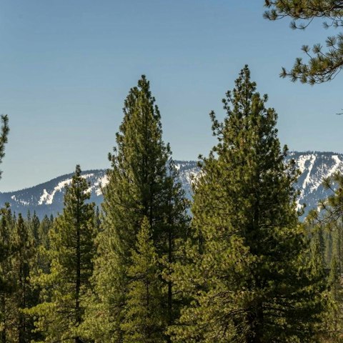 Follow hiking trails through the stunning North Lake Tahoe