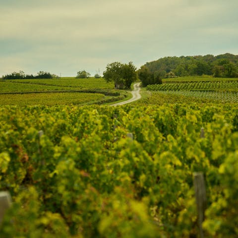 Stroll among Sancerre's scenic vineyards right on your doorstep